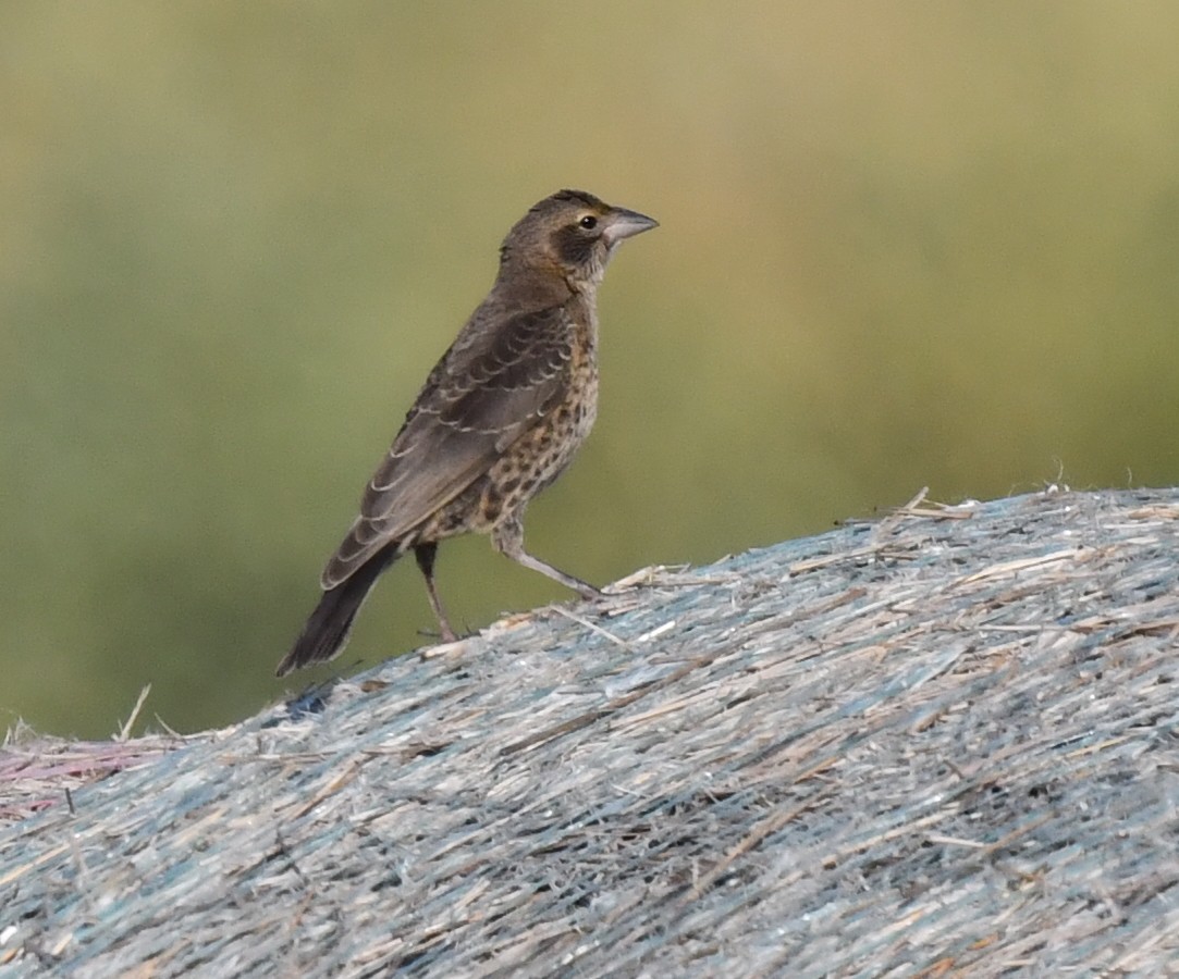 Common Grackle - ML623516884