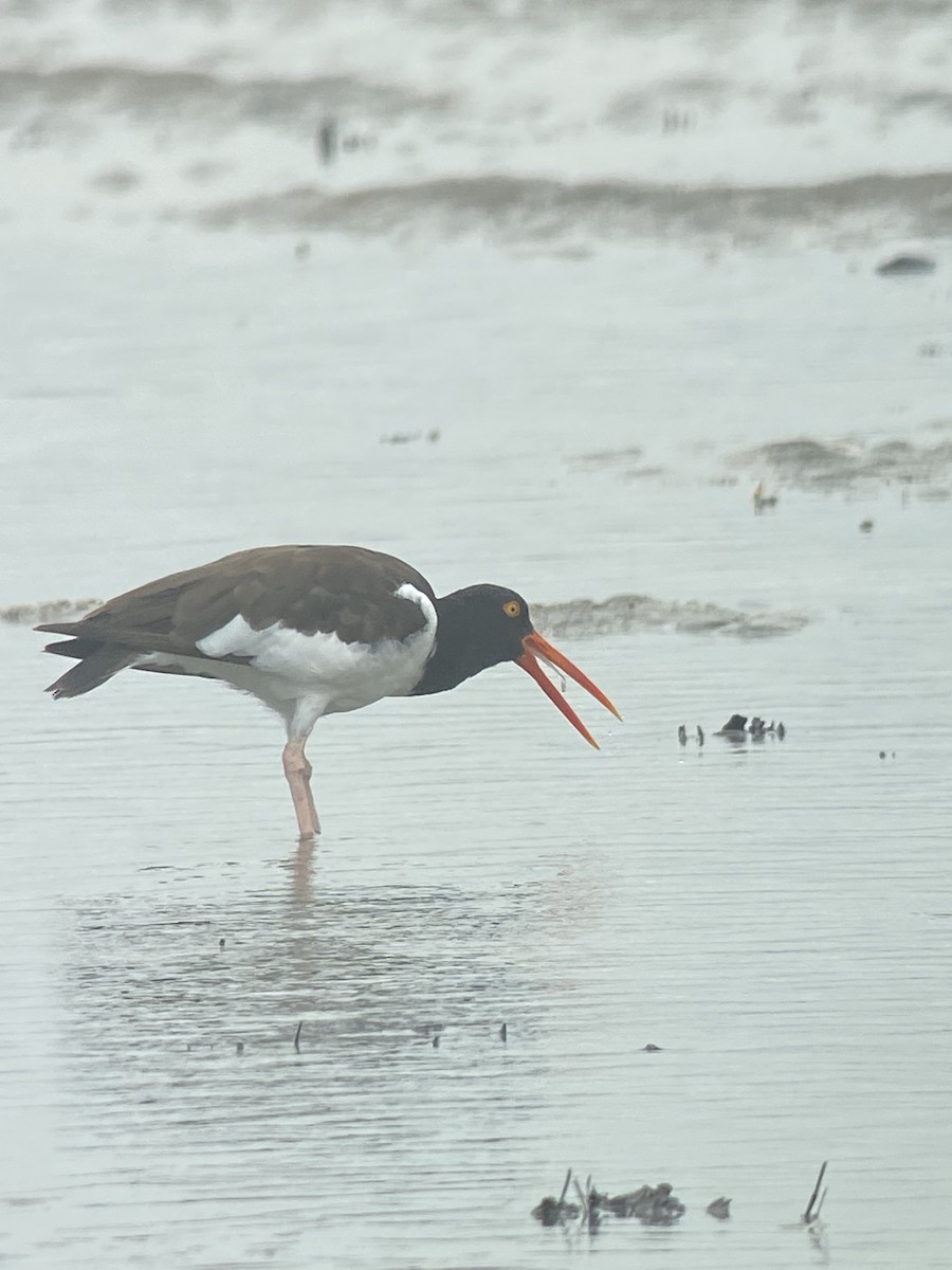 American Oystercatcher - ML623516894