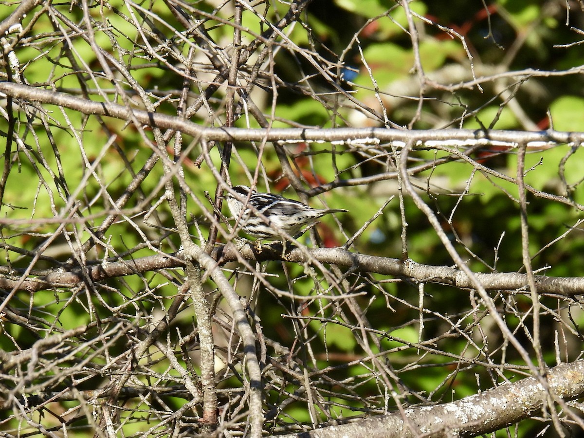 Black-and-white Warbler - Jeanne Tucker