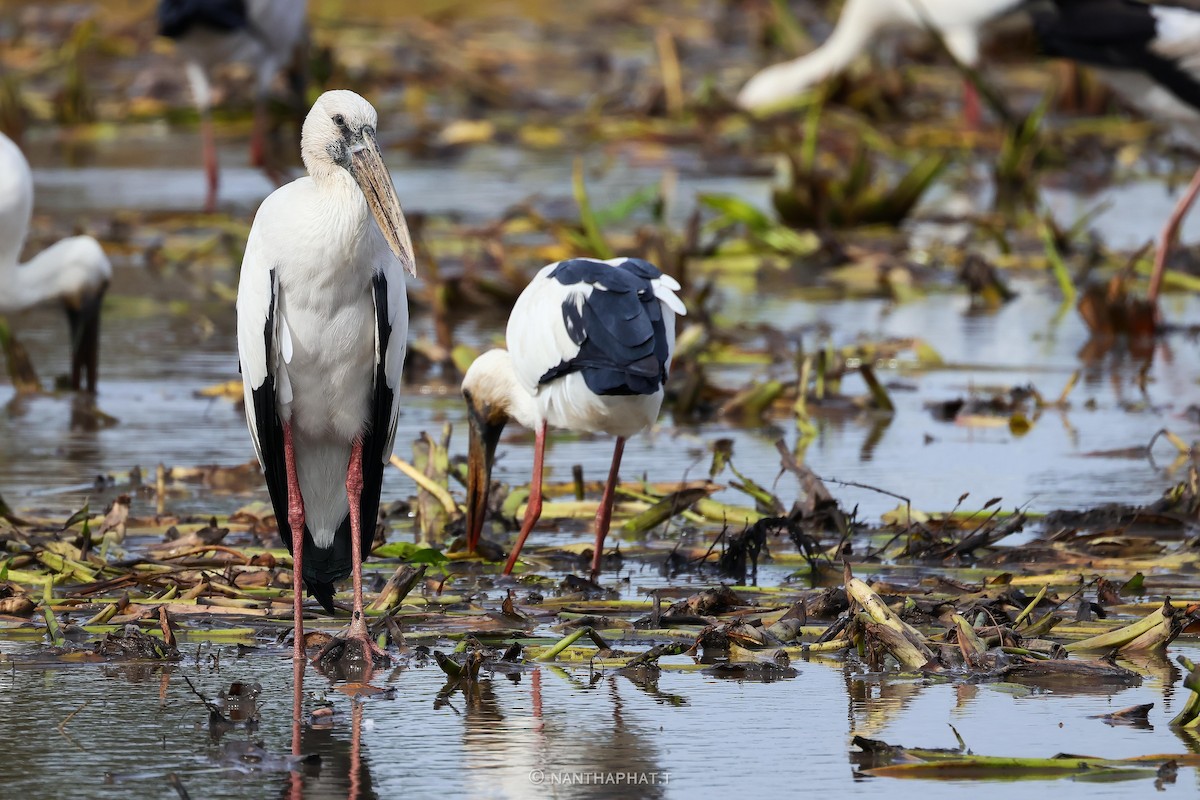 Asian Openbill - Nanthaphat Thitiwatthanarat