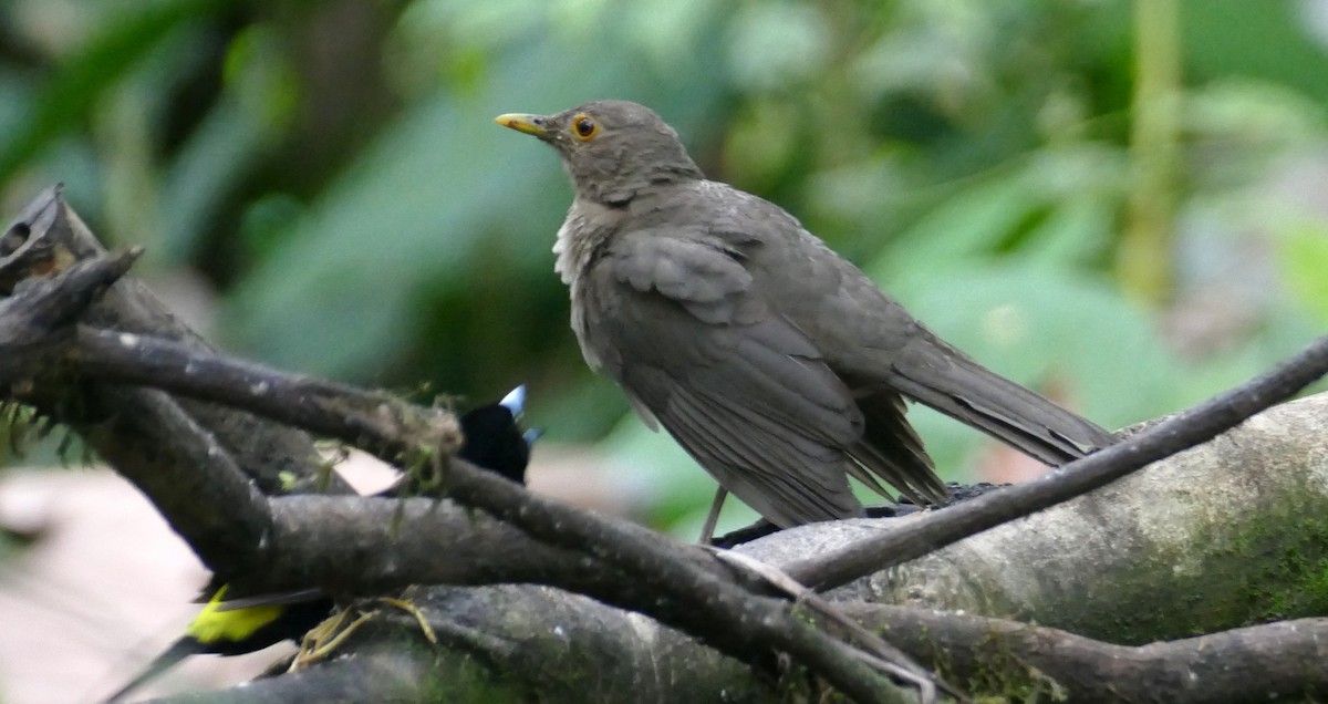 Ecuadorian Thrush - ML623516933