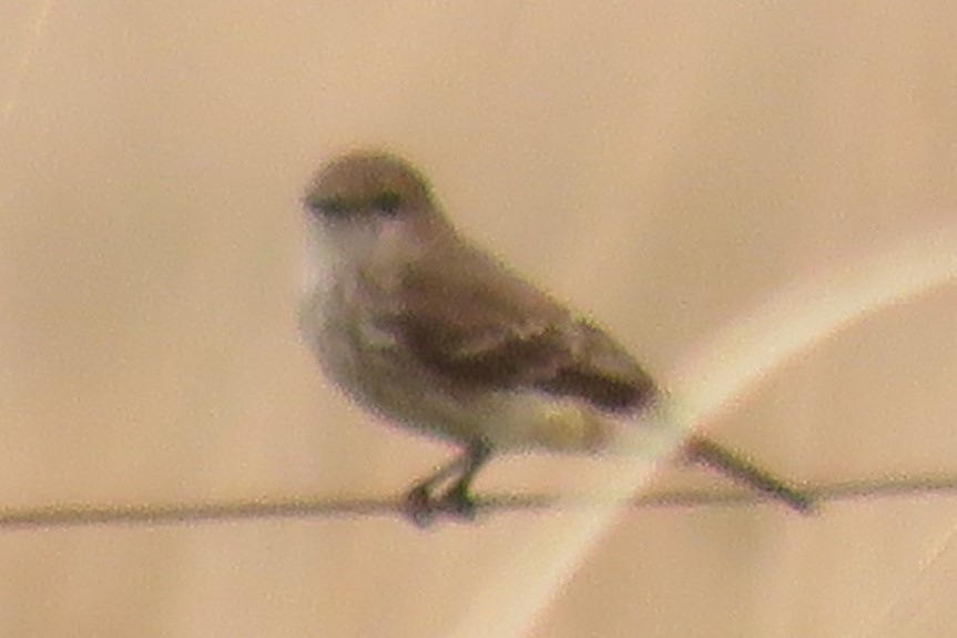 Vermilion Flycatcher - ML623516954