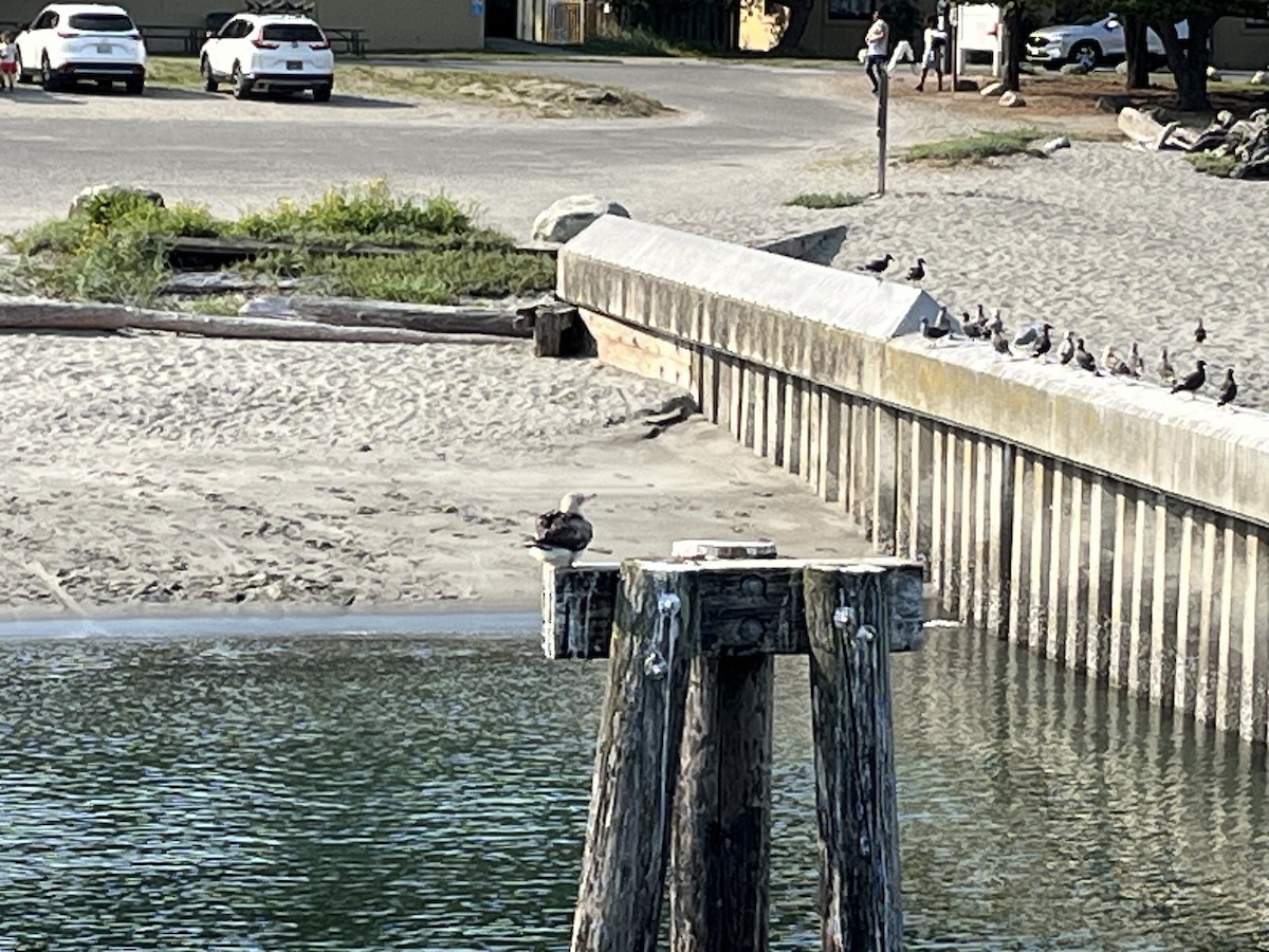 Red-footed Booby - ML623516969