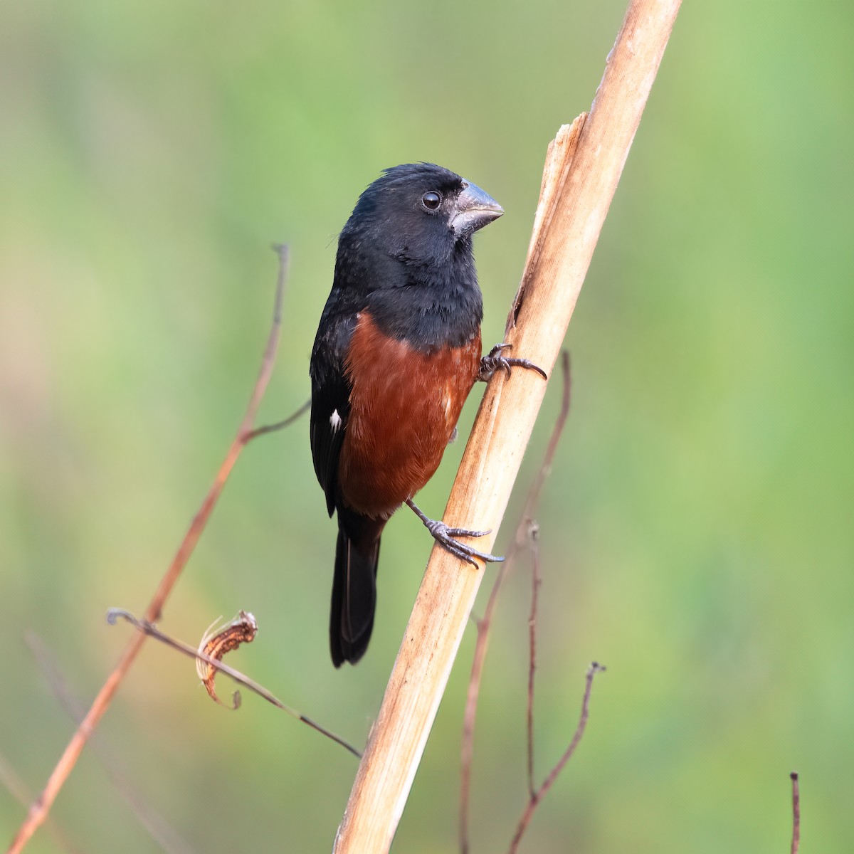 Chestnut-bellied Seed-Finch - ML623516993