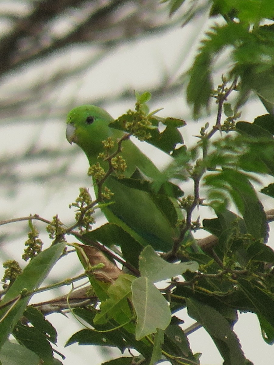 Cobalt-rumped Parrotlet - ML623516996