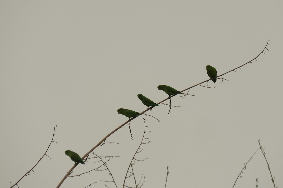 Cobalt-rumped Parrotlet - ML623516997