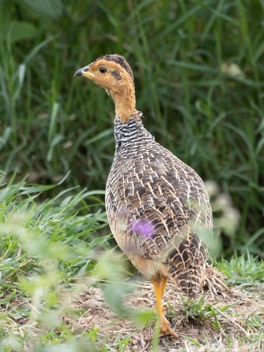 Coqui Francolin - ML623517042