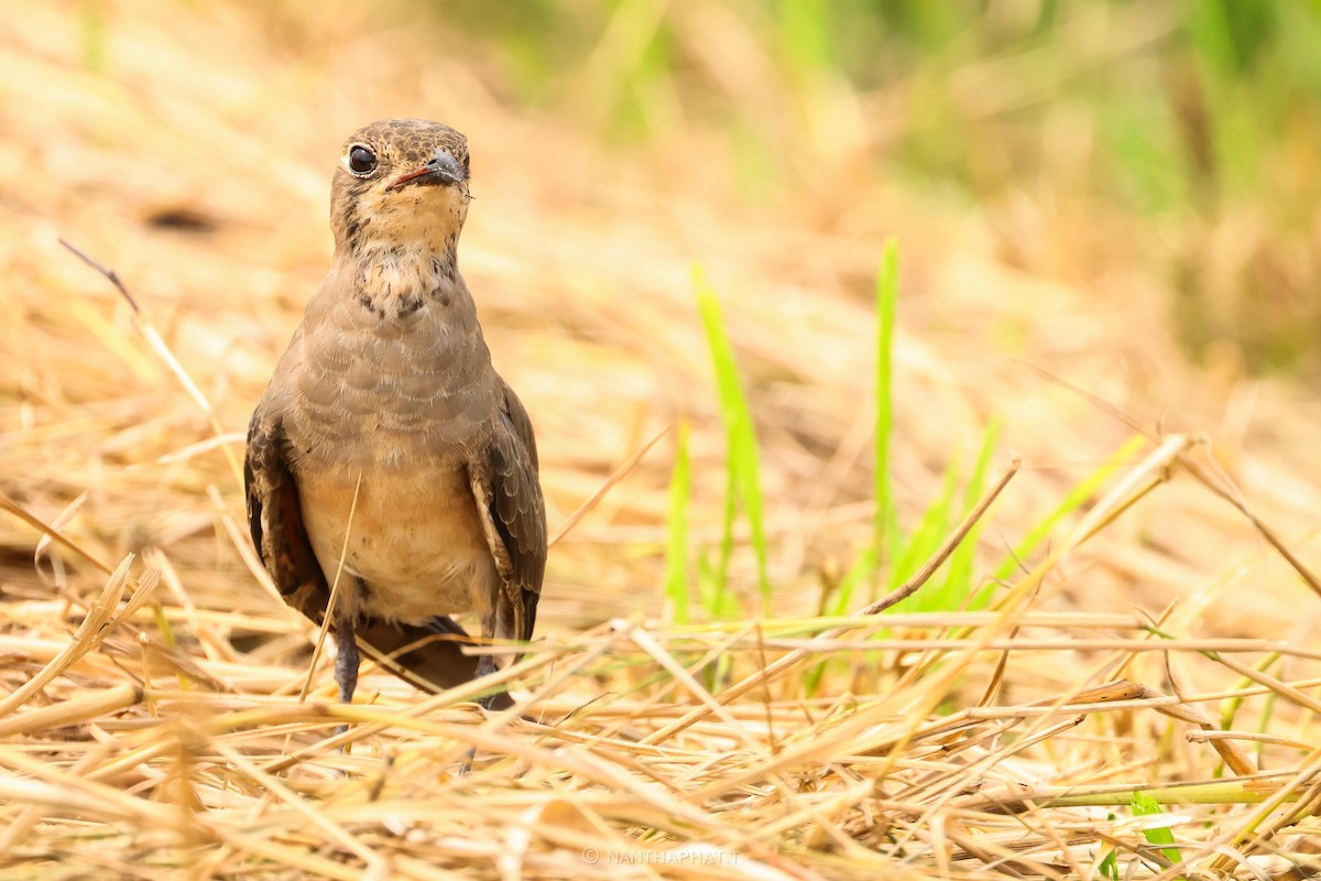 Oriental Pratincole - ML623517083