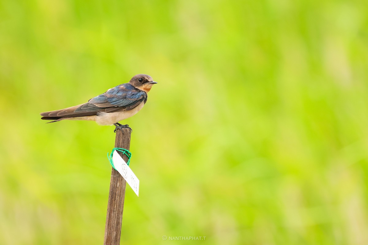 Barn Swallow - ML623517090