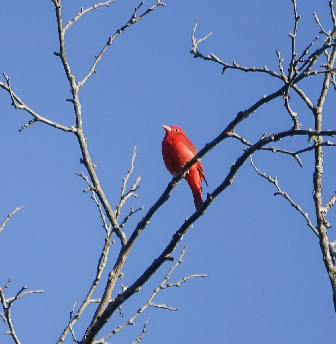 Summer Tanager - ML623517115