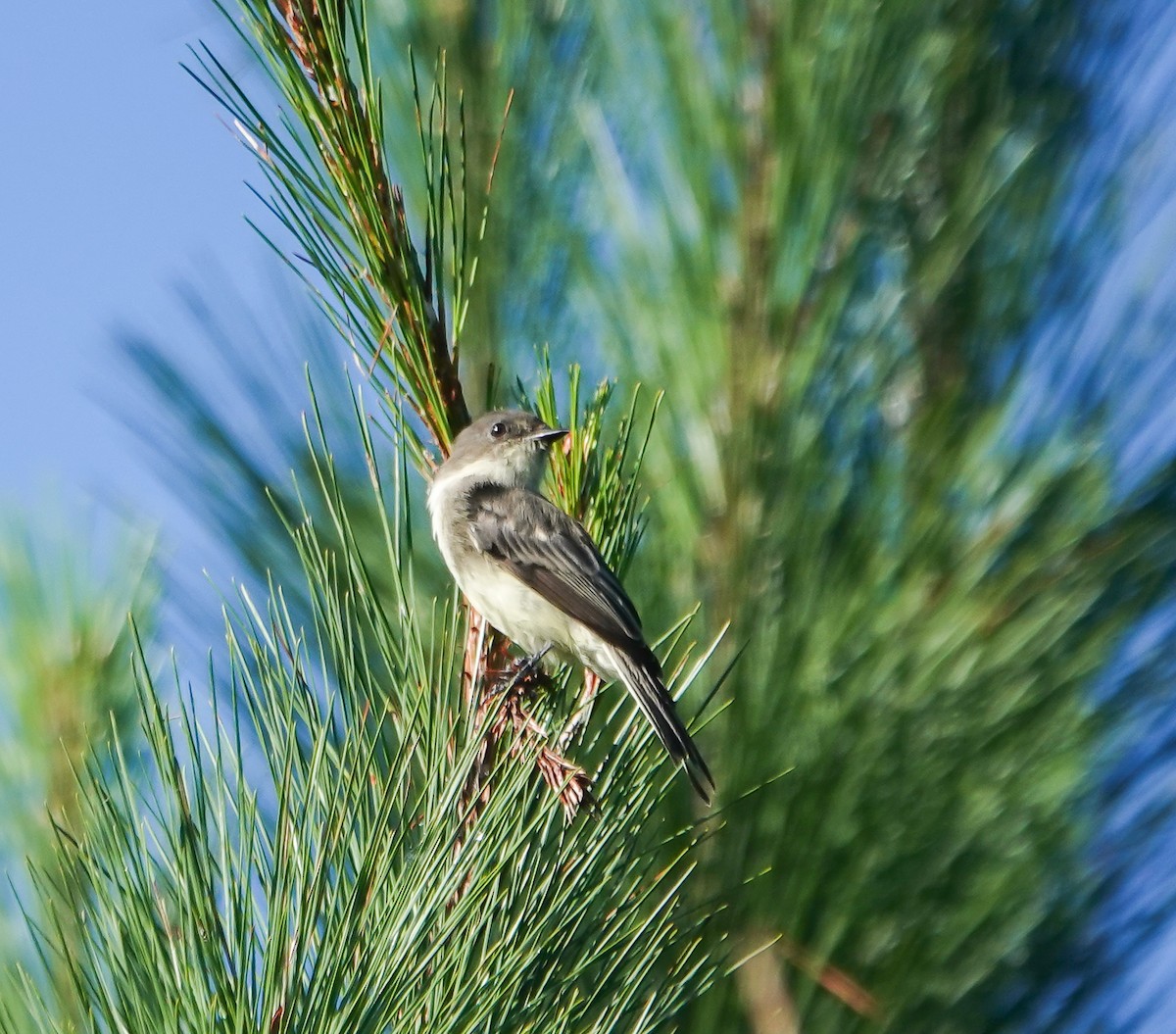 Eastern Phoebe - ML623517117