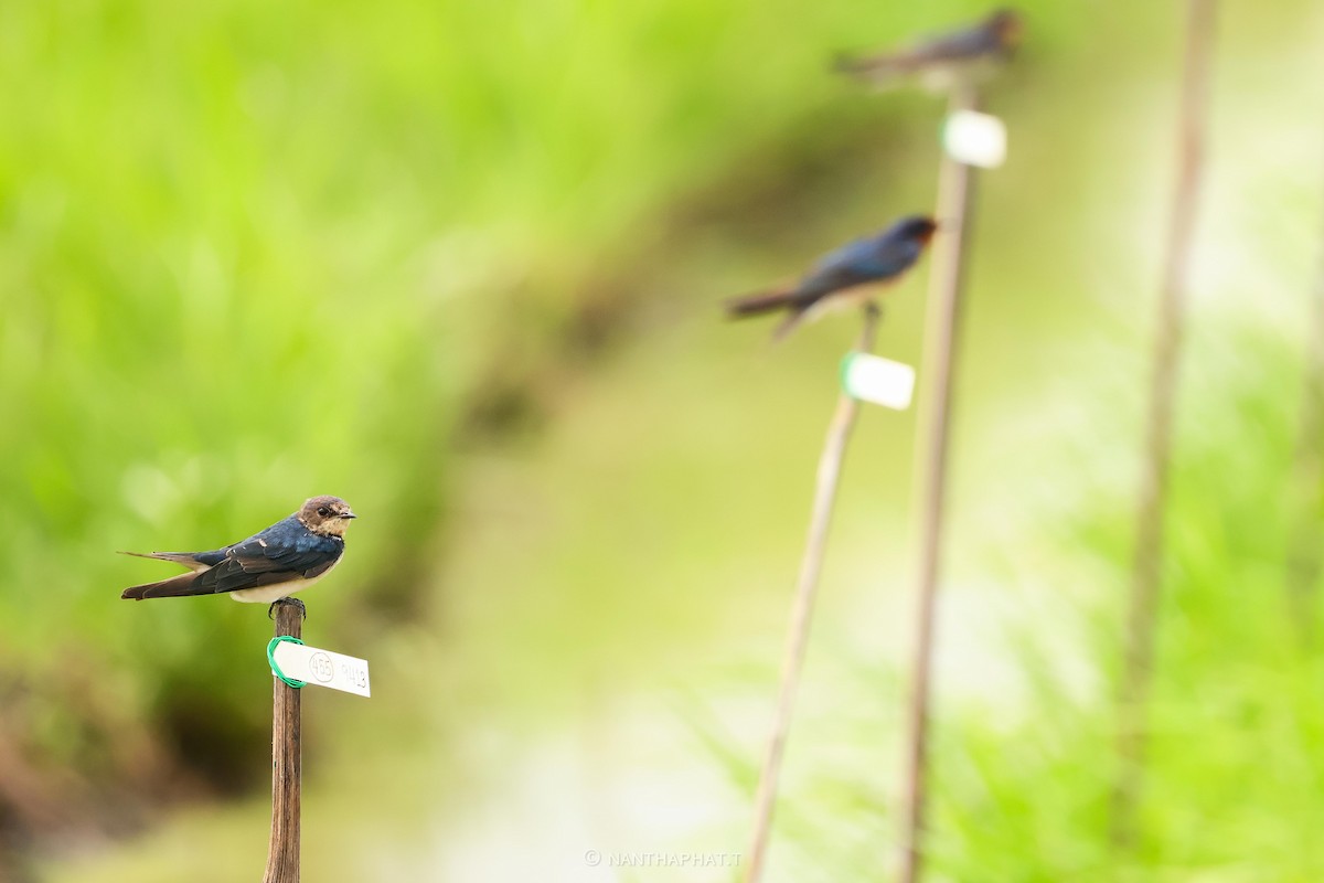 Barn Swallow - ML623517124