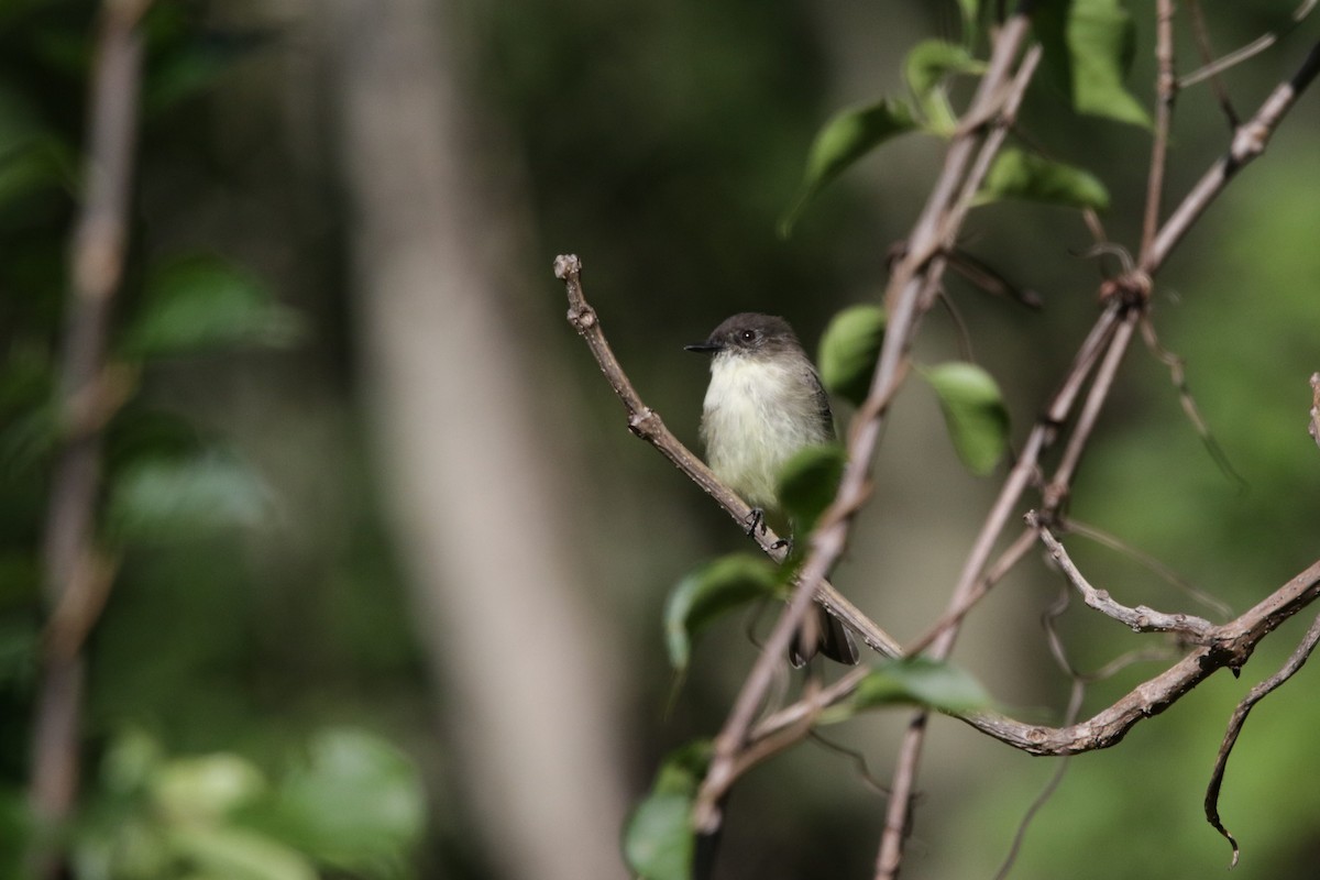 Eastern Phoebe - Michael Ingles