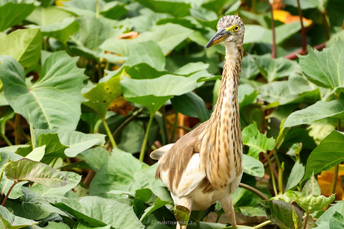 Javan Pond-Heron - ML623517131