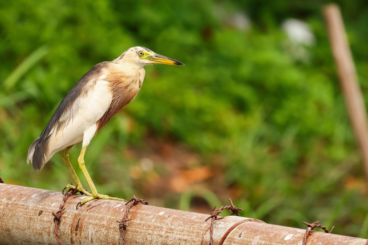 Javan Pond-Heron - ML623517132