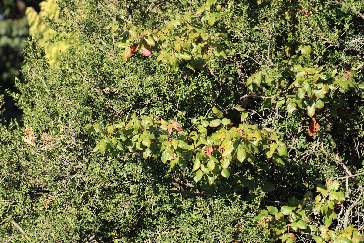 Blue Grosbeak - ML623517136