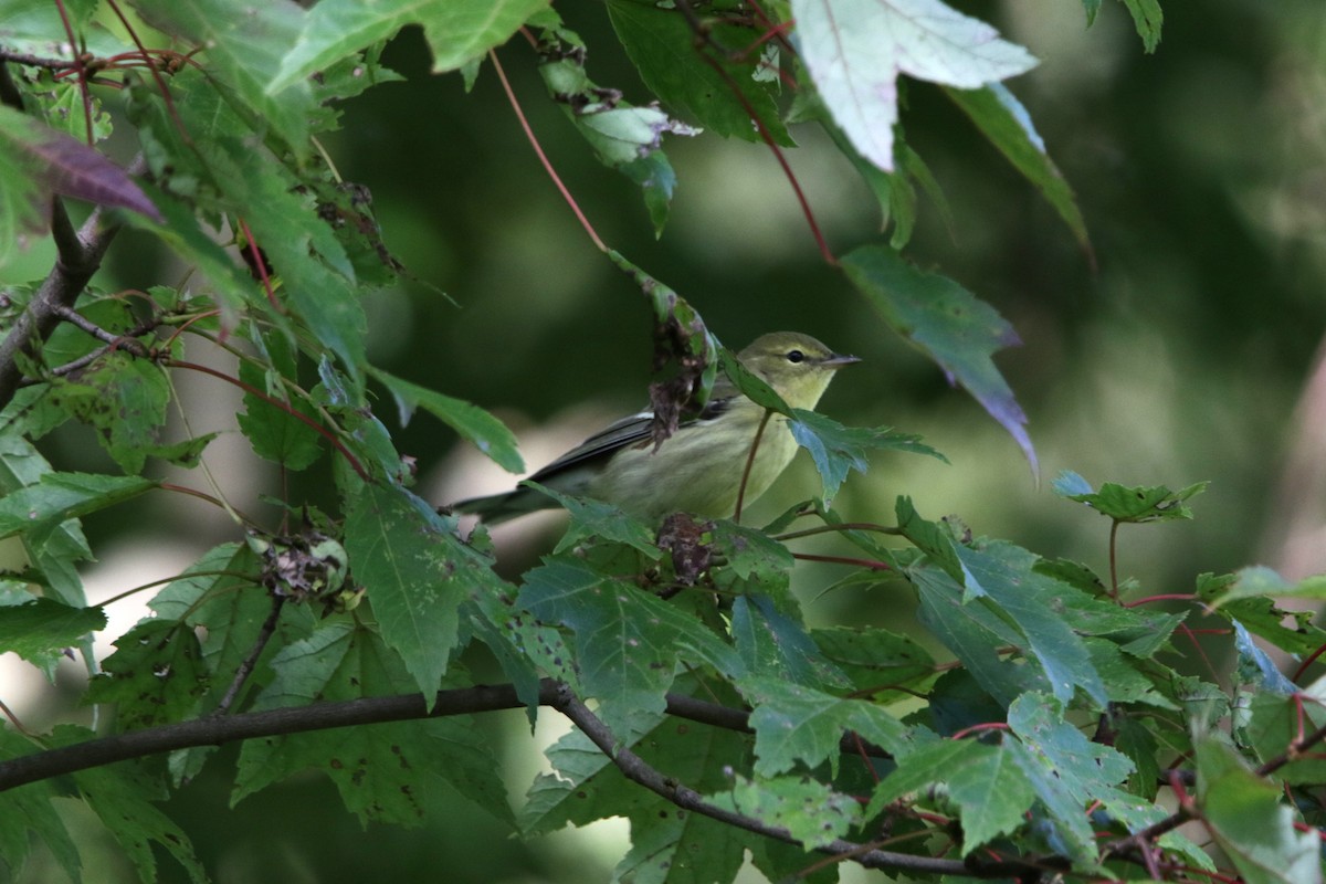 Blackpoll Warbler - ML623517138