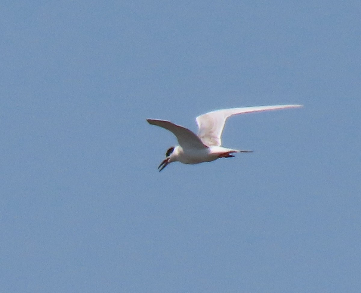 Forster's Tern - ML623517146