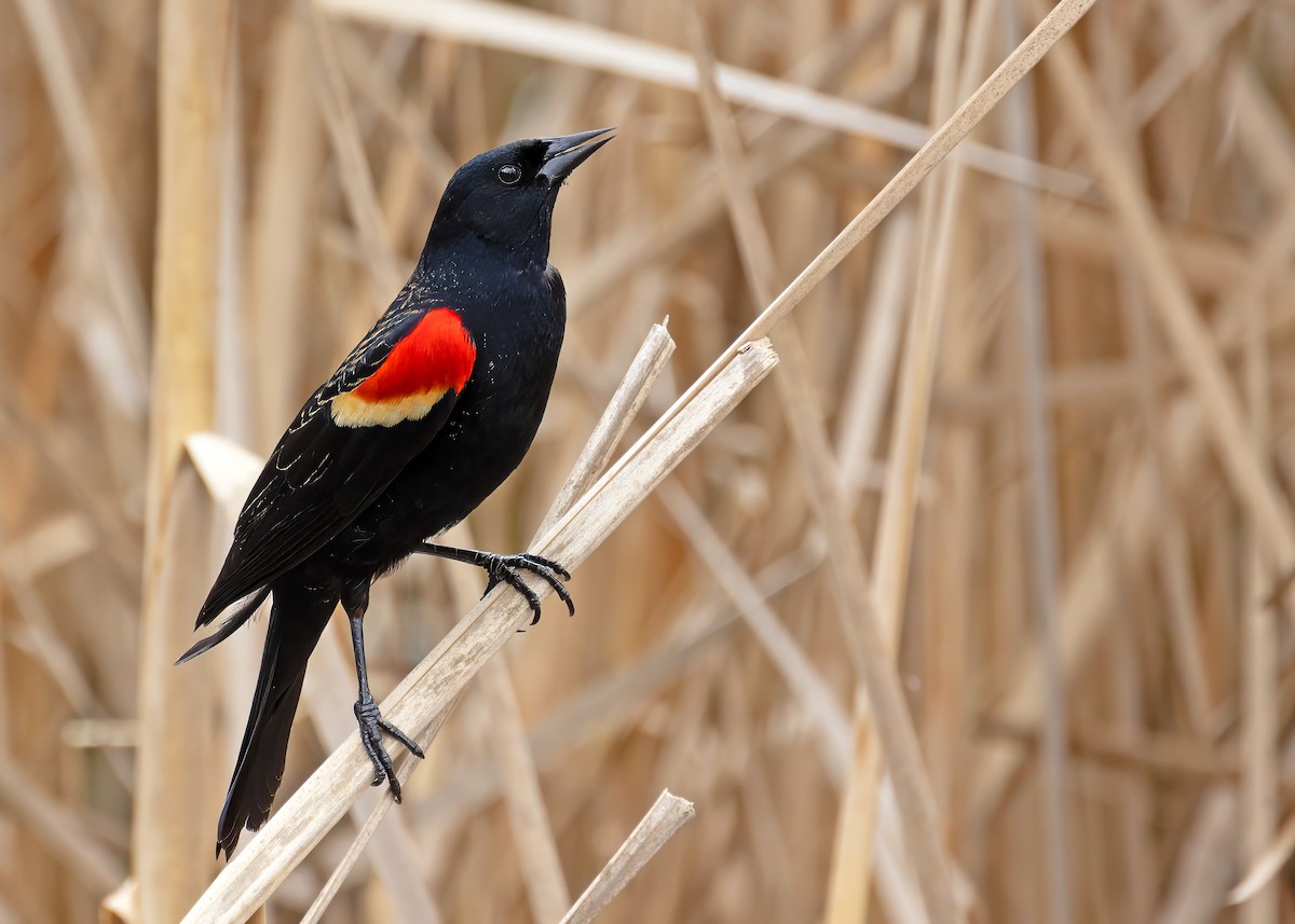 Red-winged Blackbird (Red-winged) - ML623517148