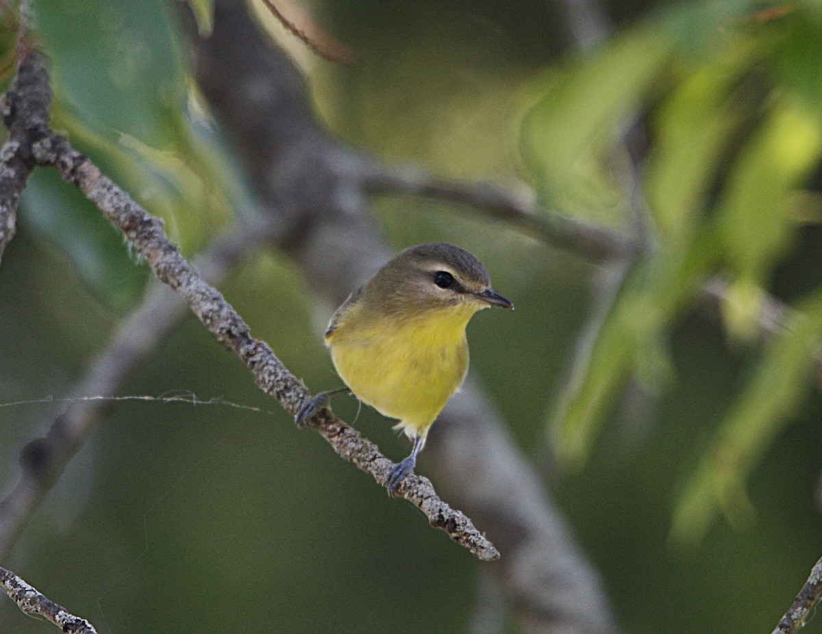 Vireo de Filadelfia - ML623517190