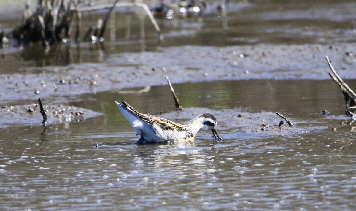 Red-necked Phalarope - ML623517222