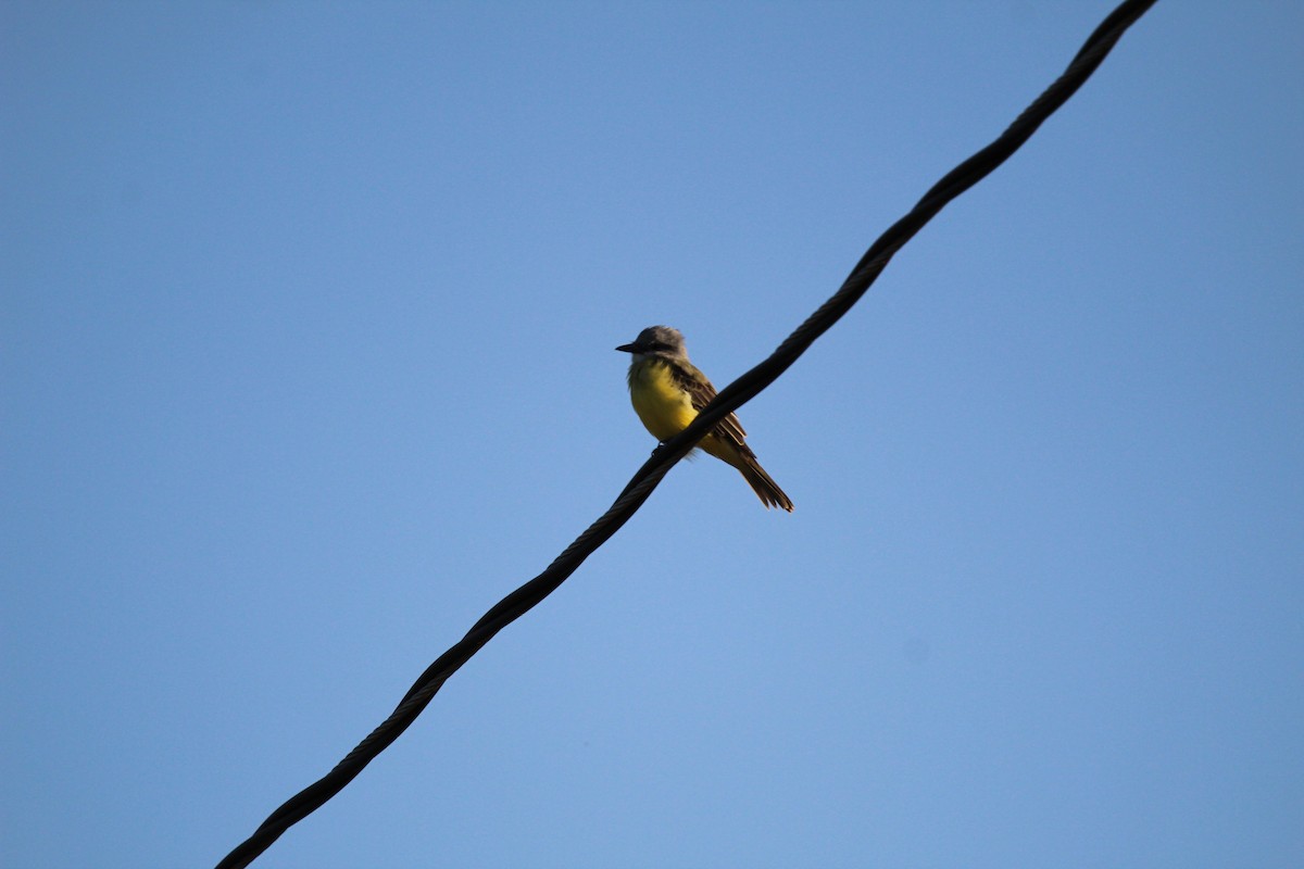 Tropical/Couch's Kingbird - ML623517227