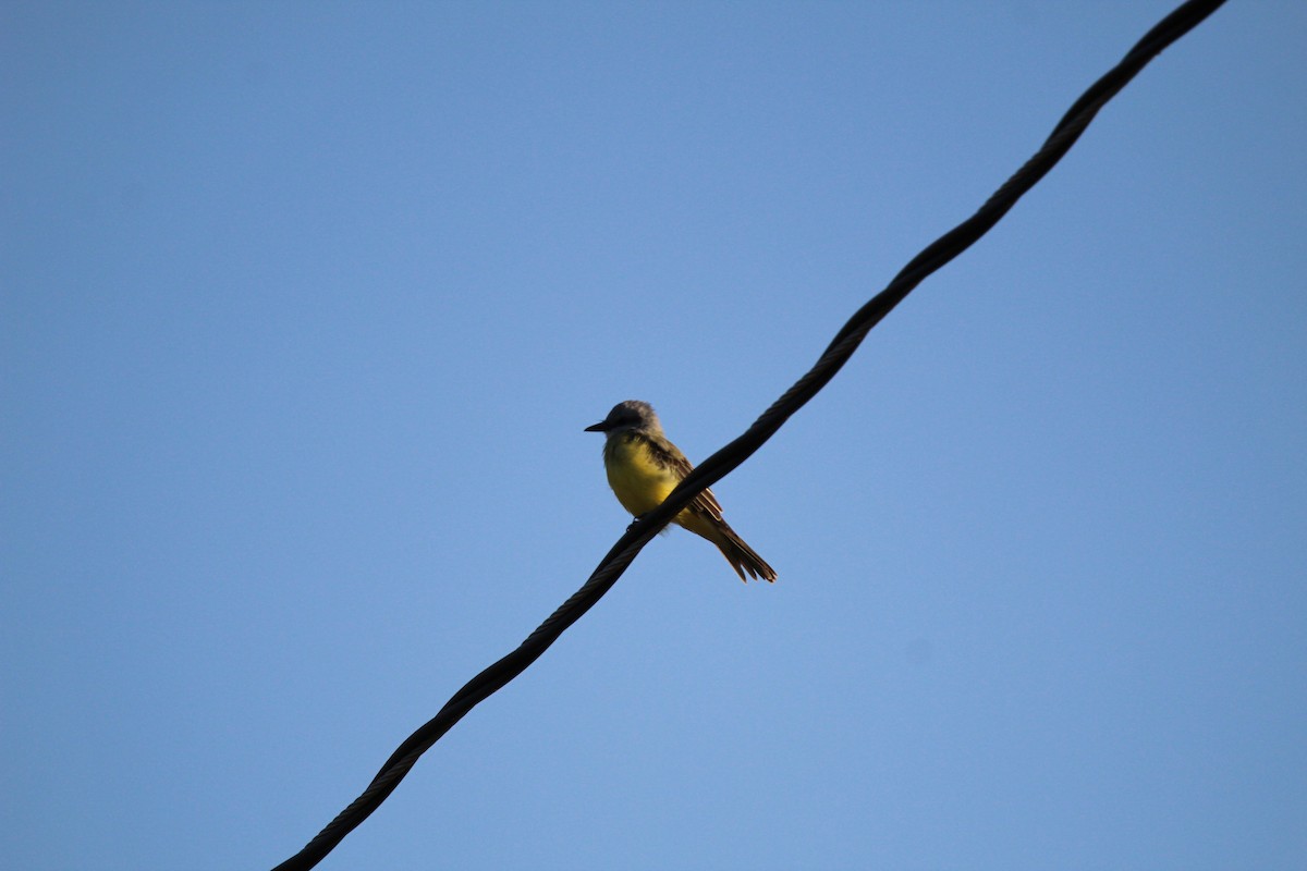 Tropical/Couch's Kingbird - ML623517233