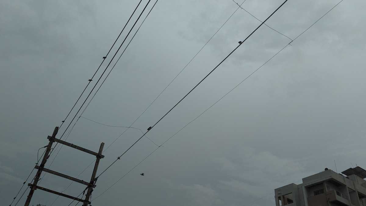 印度鵲椋鳥 - ML623517235