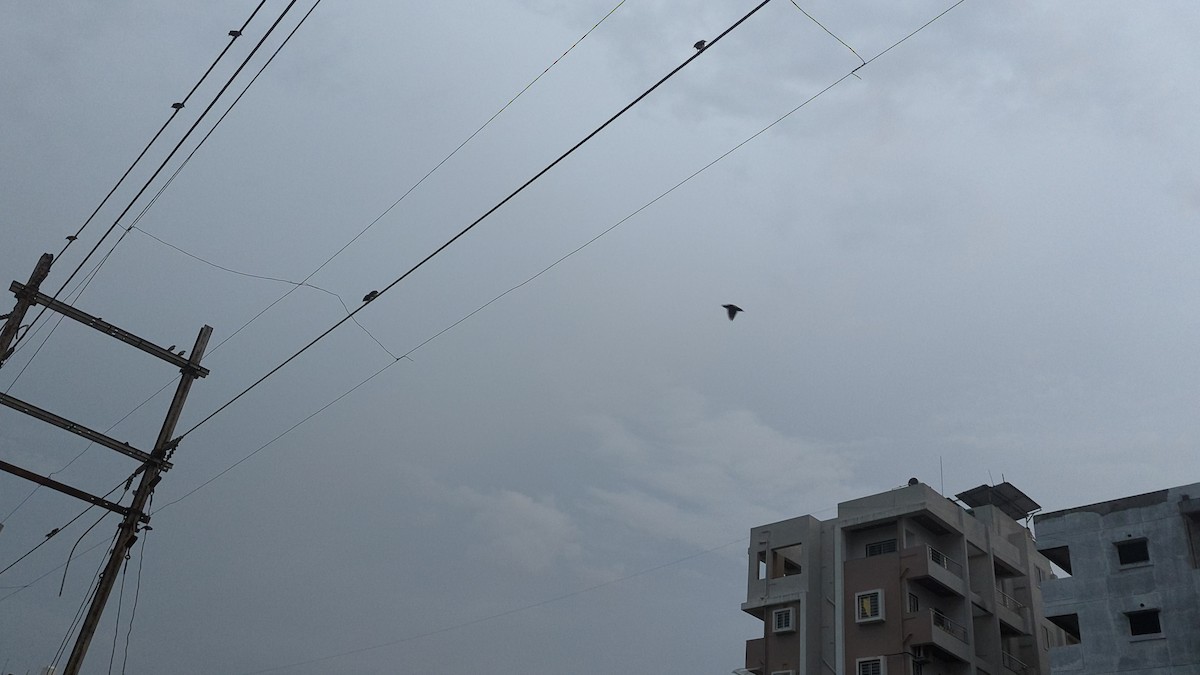 印度鵲椋鳥 - ML623517236