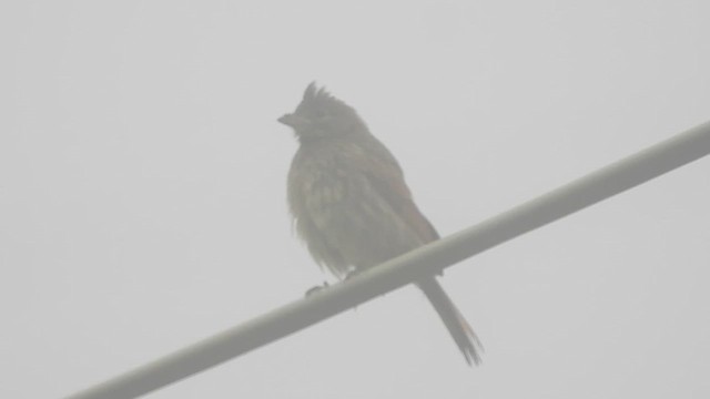 Crested Bunting - ML623517240