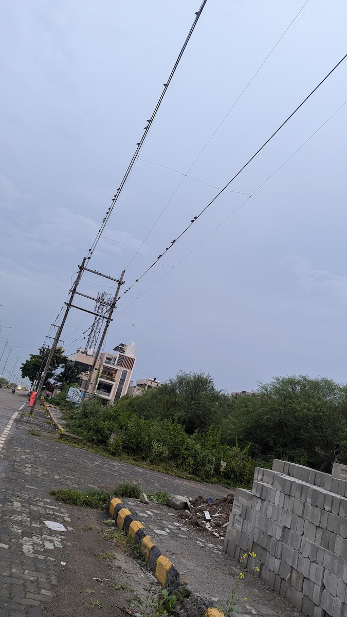 印度鵲椋鳥 - ML623517246