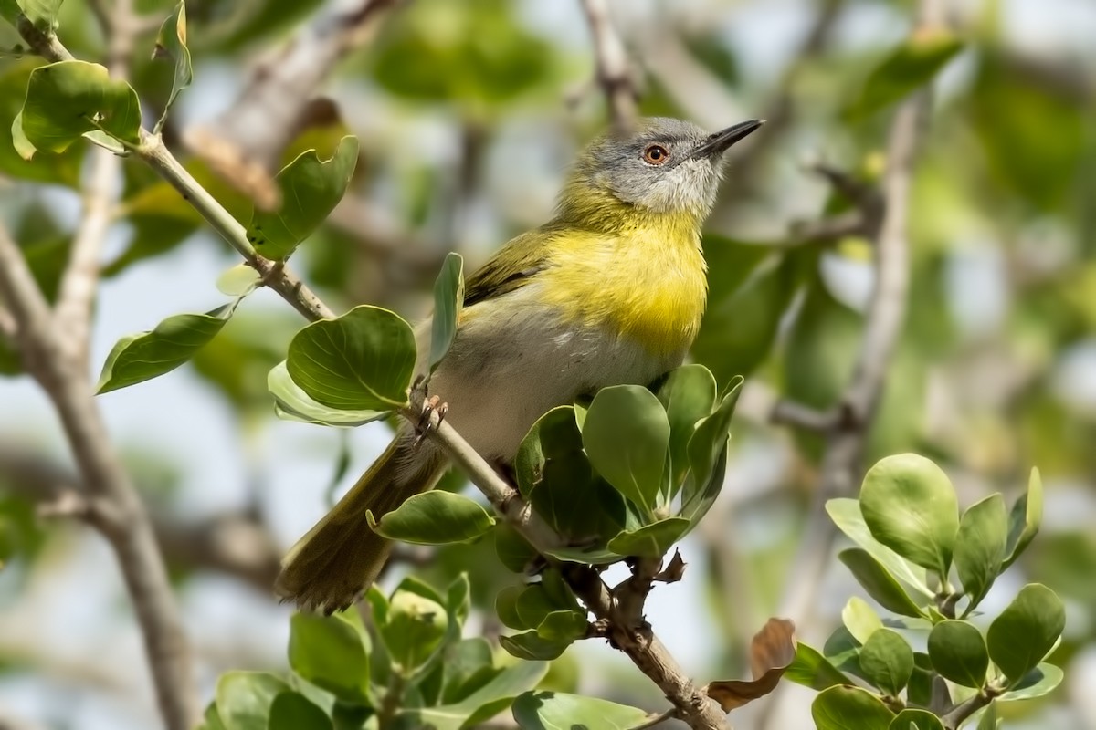 Yellow-breasted Apalis - ML623517272