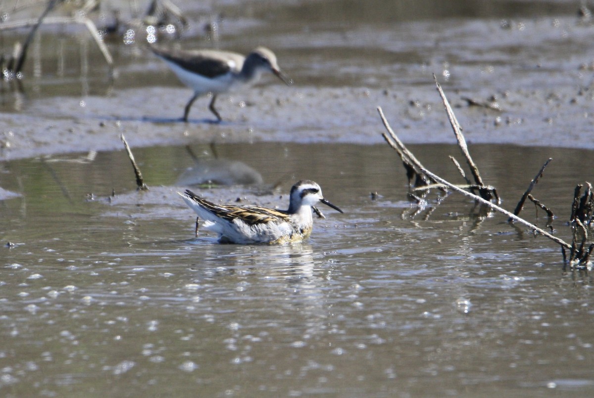 svømmesnipe - ML623517289