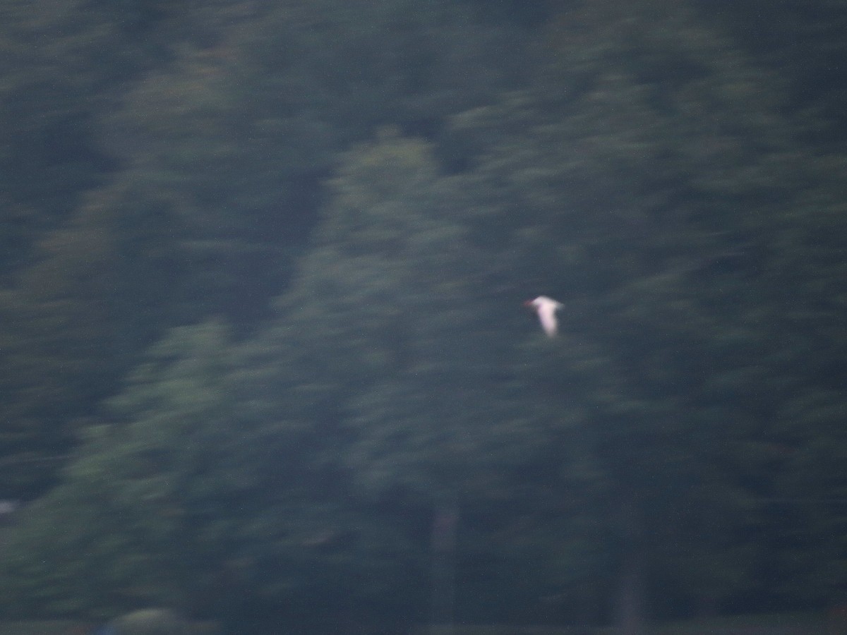 Caspian Tern - ML623517298