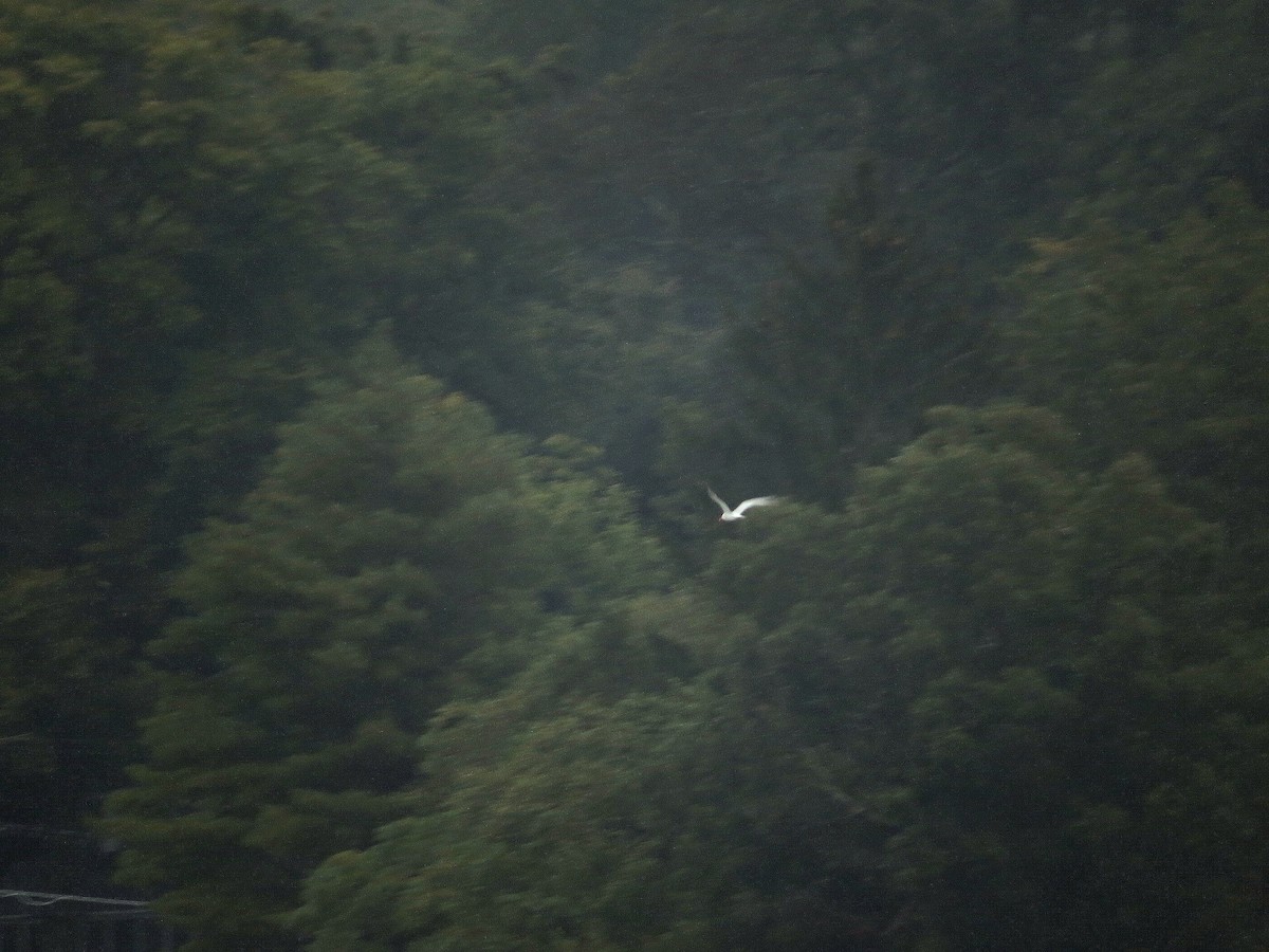 Caspian Tern - ML623517299