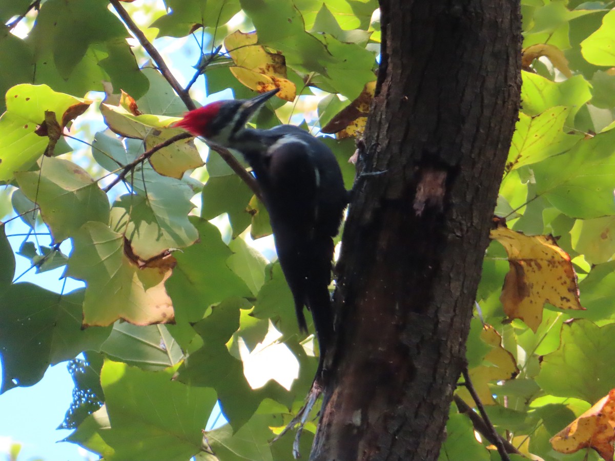 Pileated Woodpecker - ML623517309