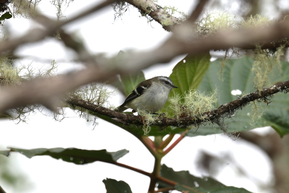 White-banded Tyrannulet - Charles Davies