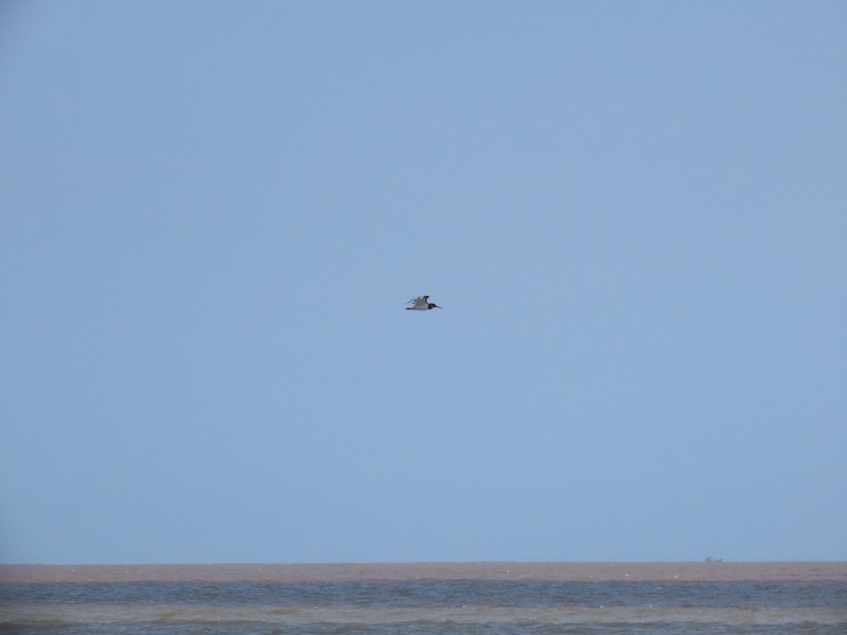 Eurasian Oystercatcher - ML623517387