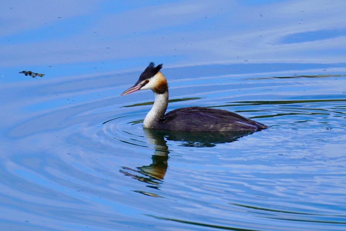 Great Crested Grebe - ML623517446