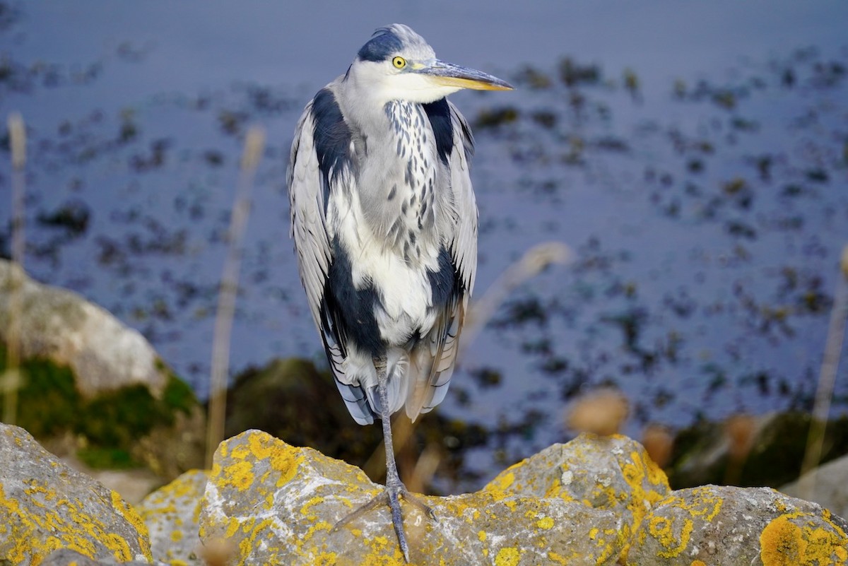 Gray Heron - ML623517456