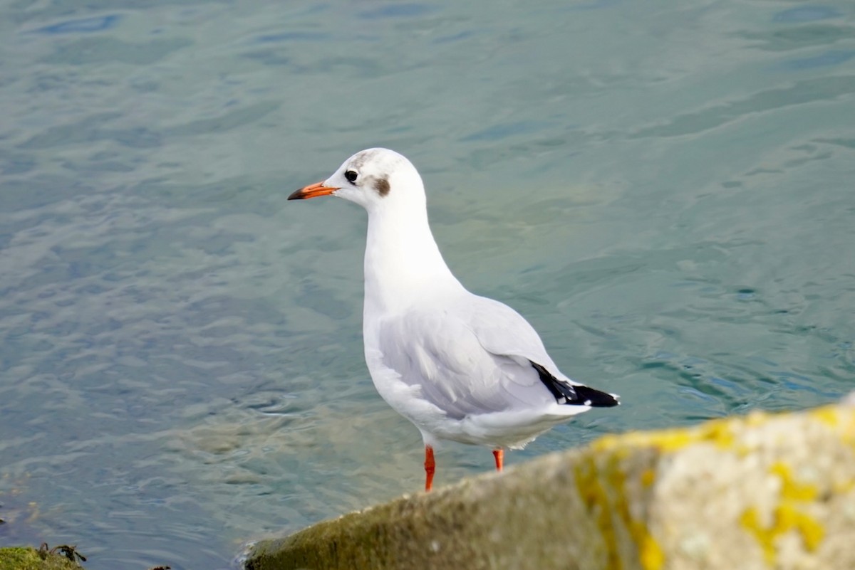 Black-headed Gull - ML623517457