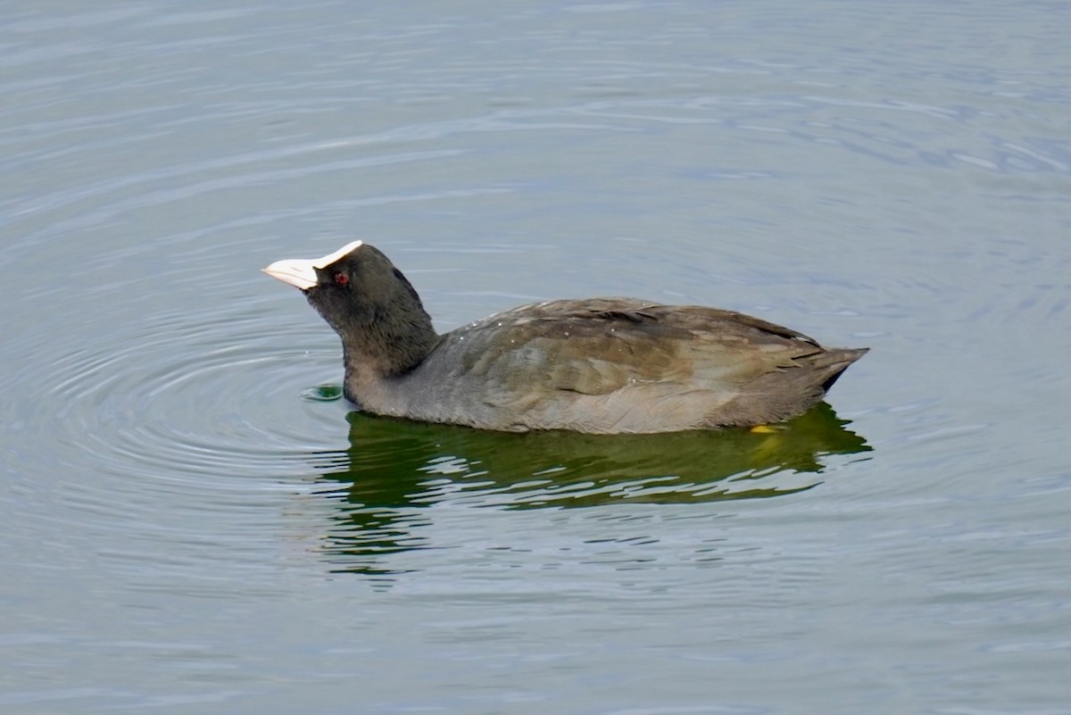 Eurasian Coot - ML623517465