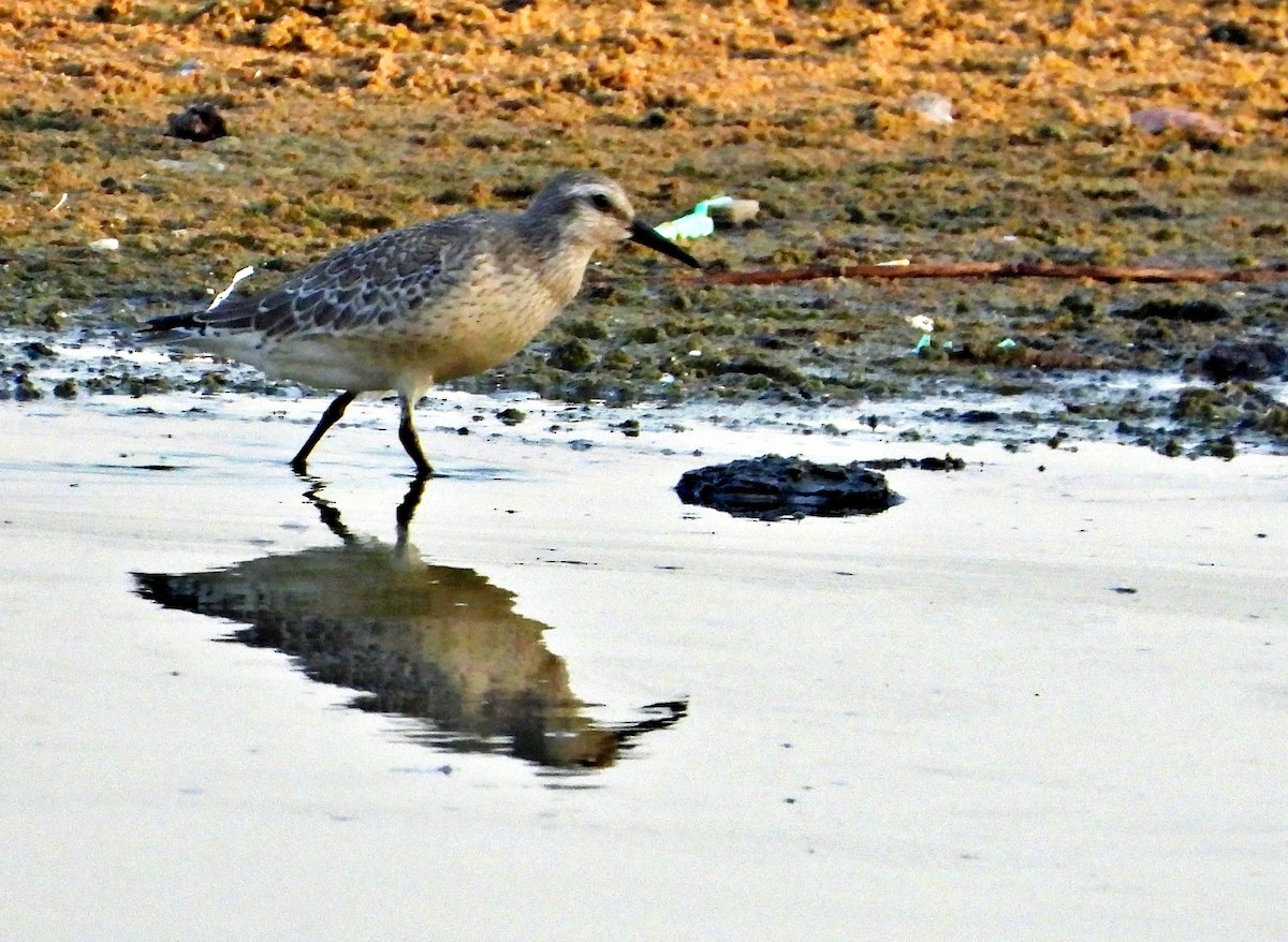 Red Knot - Igal Siman Tov‬‏