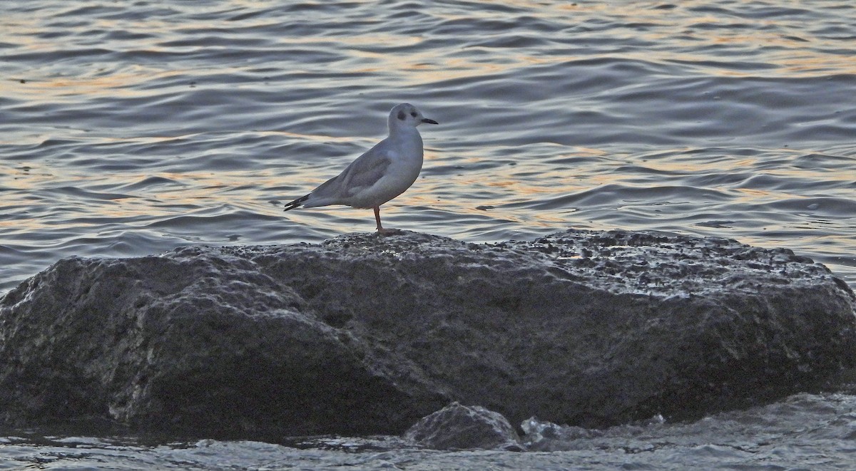 Gaviota de Bonaparte - ML623517490