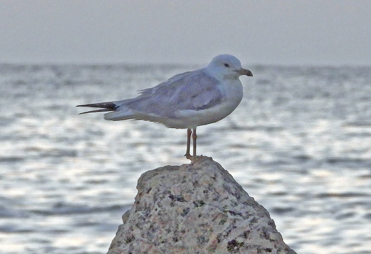 Gaviota de Delaware - ML623517504