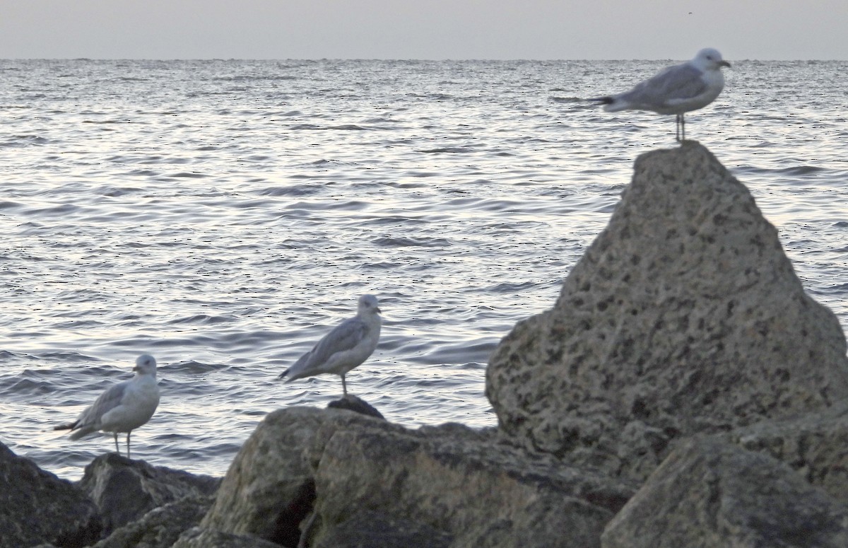 Gaviota de Delaware - ML623517506