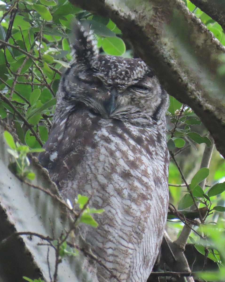 Spotted Eagle-Owl - ML623517538