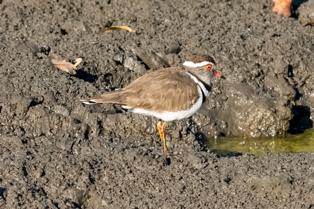 Three-banded Plover - Jack Bucknall