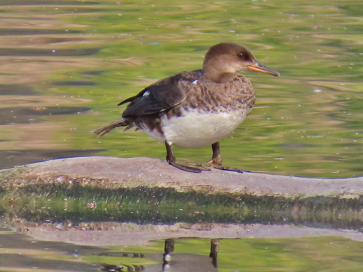 Hooded Merganser - ML623517548