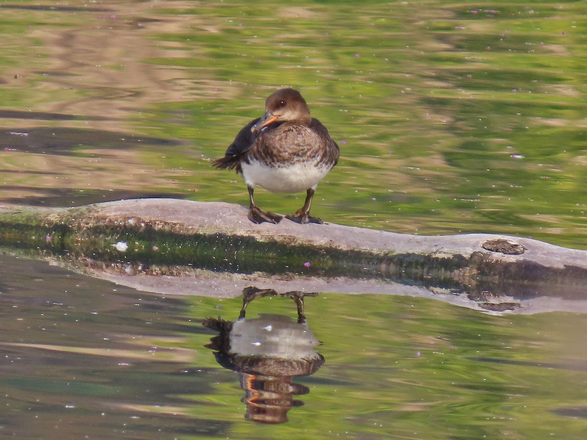 Hooded Merganser - ML623517549